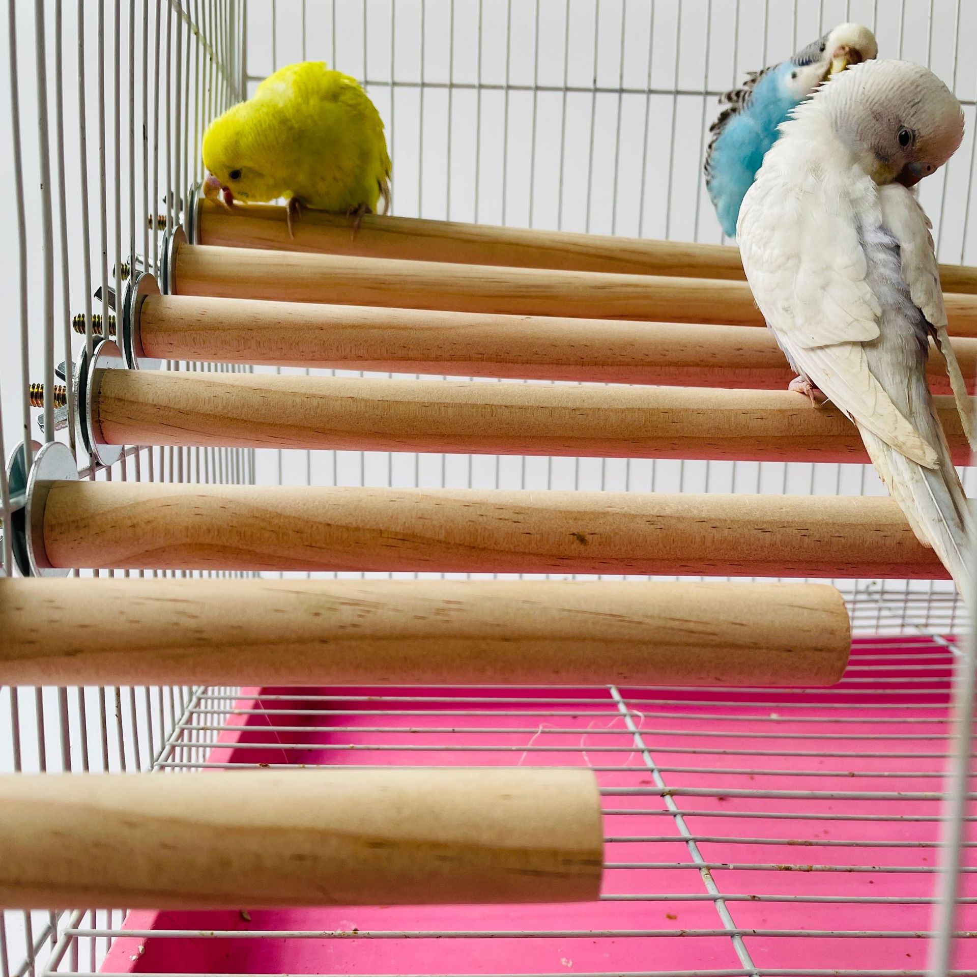 Pet X Supplies & Tack Grooming - Burung Beo Hewan Peliharaan Mentah Berdiri