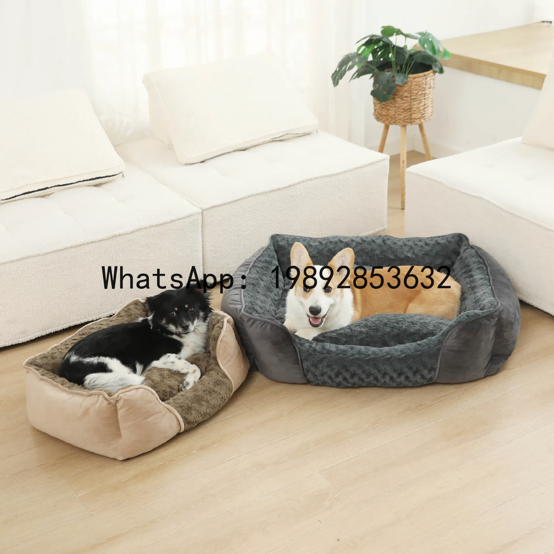Rumah kucing X, kandang anjing - Pet X Supplies & Tack Grooming ulasan dan harga